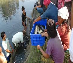 Pond Culture Fisheries Method