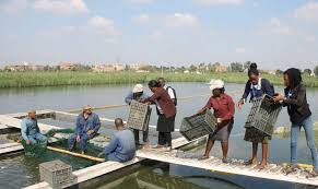 Sustainable Aquaculture Practices for Modern Fish Farming