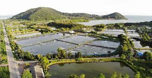 Aquaculture Practices