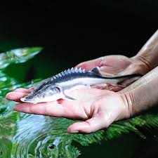 Aquaculture Practices