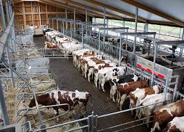 Cattle Housing and Facilities Management Guide