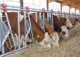 Cattle Housing and Facilities Management Guide