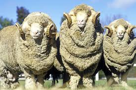 Breeds of Sheep