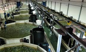 Recirculating Systems In Fish Farming