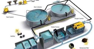 Recirculating systems in fish farming