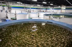 Recirculating systems in fish farming