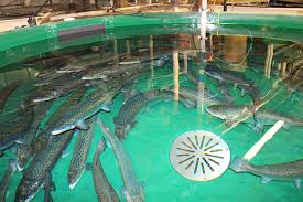 Recirculating systems in fish farming