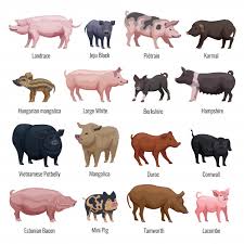 Breeds of Pigs Breeds of Pigs