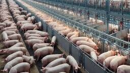 Pig Farming Techniques Pig Farming Techniques