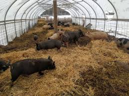 Pig Farming Techniques Pig Farming Techniques