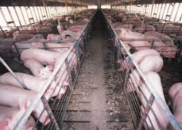 Pig Farming Techniques Pig Farming Techniques