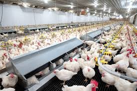 Poultry Farming Techniques