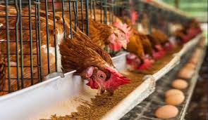 Poultry Farming Techniques