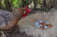 Best Chicken Breeds For Backyard Farming