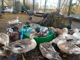 Duck care and feeding guide for beginners