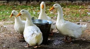 Duck care and feeding guide for beginners