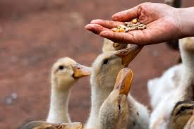 Duck care and feeding guide for beginners