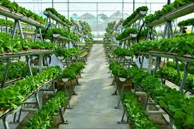 The Different Types Of Vertical Farming Systems