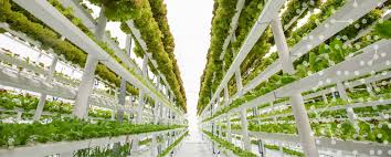 The Different Types Of Vertical Farming Systems