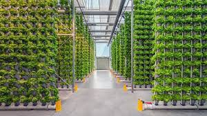 The Different Types Of Vertical Farming Systems