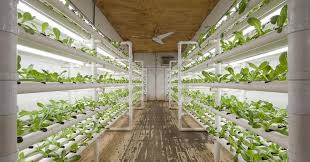 The Different Types Of Vertical Farming Systems