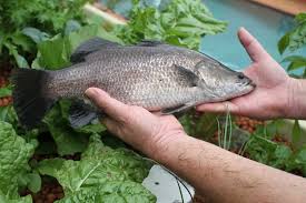 The Concept of Aquaponics and Its Symbiotic Relationship Between Fish and Plants