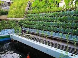 The Concept of Aquaponics and Its Symbiotic Relationship Between Fish and Plants