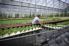 The Concept of Aquaponics and Its Symbiotic Relationship Between Fish and Plants