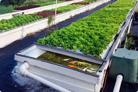 The Benefits Of Aquaponics