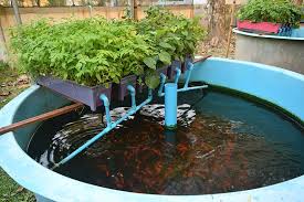 The Benefits Of Aquaponics