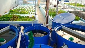 The Benefits Of Aquaponics