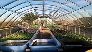 The Benefits Of Aquaponics