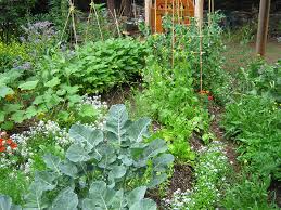 Understanding Permaculture: Principles and Practices for Sustainable Living