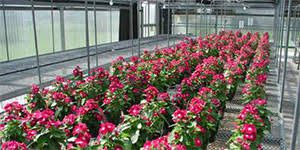 Commercial Floriculture