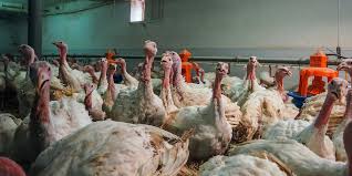 The Roles of Turkeys in Agriculture