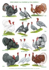 The Roles of Turkeys in Agriculture