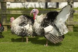 The Roles of Turkeys in Agriculture