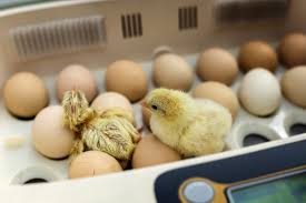 Egg incubation Process