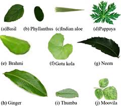 Things You Should Know About Medicinal Plants