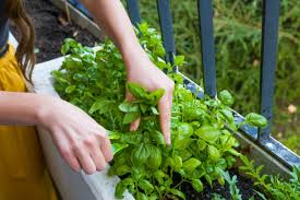 Things You Should Know About Medicinal Plants Things You Should Know About Medicinal Plants