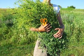 Processing of Medicinal Plants Processing of Medicinal Plants