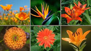 Types of Flowers