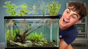 Aquaponics Fish Tank Setup