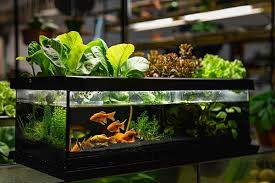 Aquaponics Fish Tank Setup