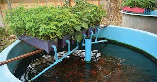 Aquaponics Fish Tank Setup