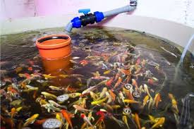 Best Fish for Aquaponics: Optimizing Growth and Sustainability