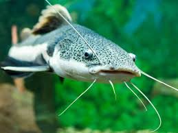 Best Fish for Aquaponics