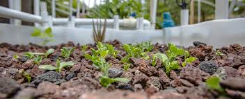 Aquaponics for Beginners