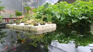 Aquaponic Gardening Tips: How to Create a Sustainable Garden at Home