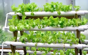 Aquaponic Gardening Tips